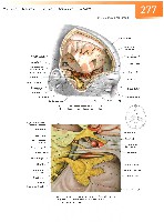 Sobotta Atlas of Human Anatomy  Head,Neck,Upper Limb Volume1 2006, page 284